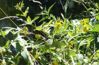 Lysimachia vulgaris