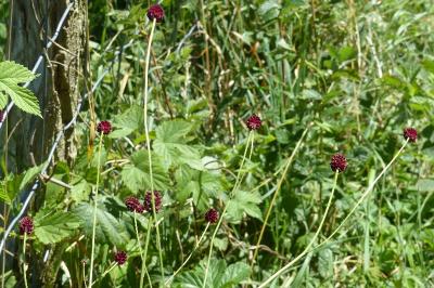 Sanguisorba officinalis