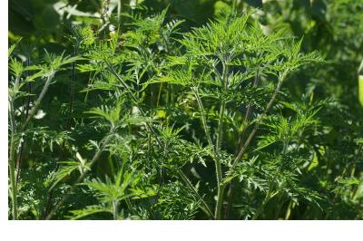 Ambrosia artemisiifolia