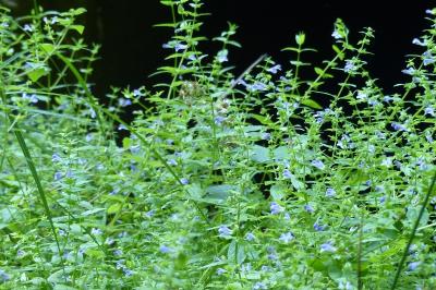 Scutellaria galericulata