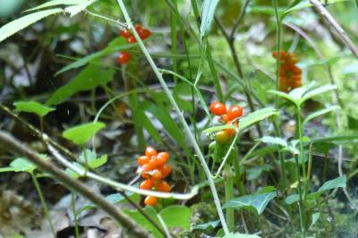 Arum maculatum