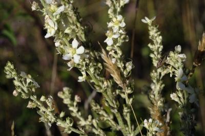 Verbascum lychnitis