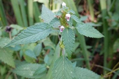 Galeopsis tetrahit