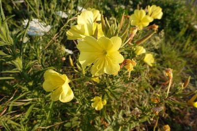 Oenothera glazioviana