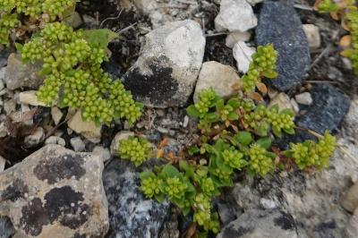 Herniaria glabra