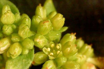Herniaria glabra