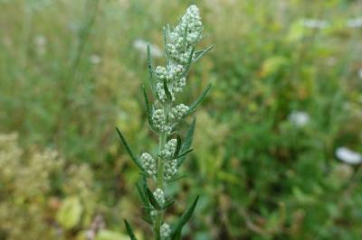 Artemisia vulgaris