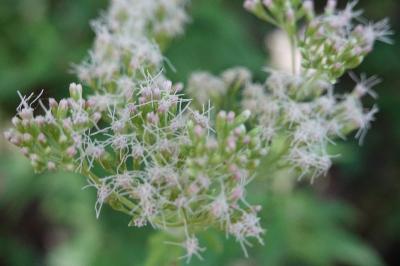 Eupatorium cannabinum