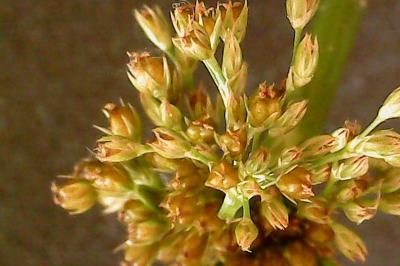 Juncus effusus