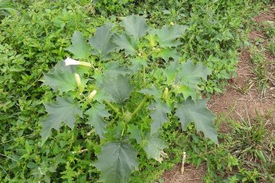 Datura stramonium