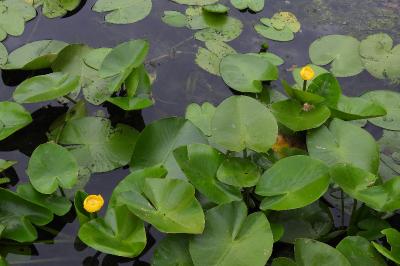 Nuphar lutea