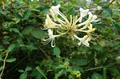 Lonicera periclymenum