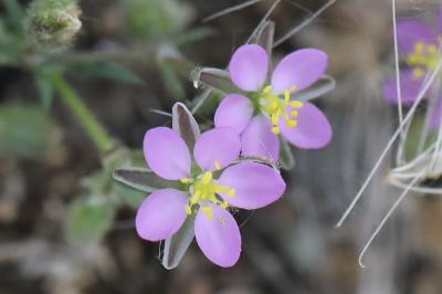 Spergularia rubra