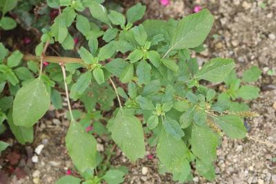 Amaranthus blitum