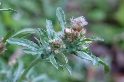 Gnaphalium uliginosum