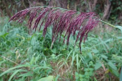 Phragmites australis