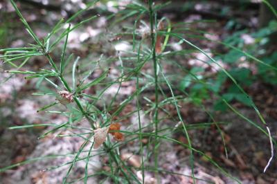 Equisetum arvense