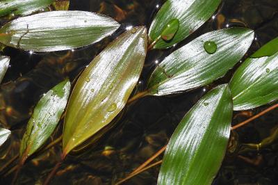 Potamogeton nodosus