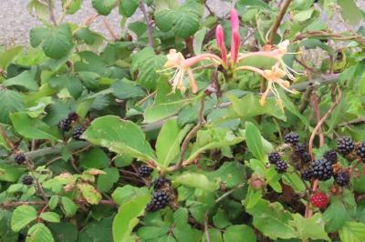 Lonicera periclymenum
