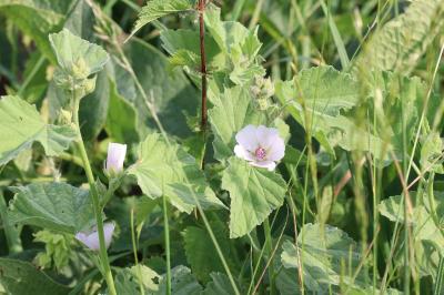 Althaea officinalis