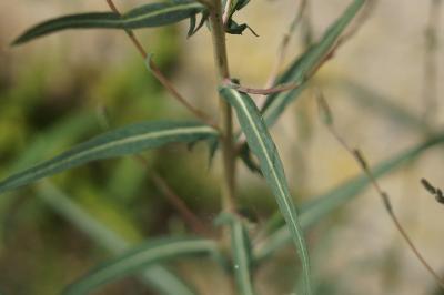 Lactuca saligna