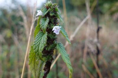Galeopsis tetrahit