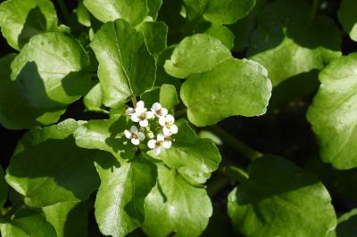 Nasturtium officinale