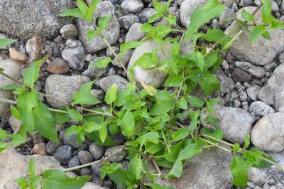 Stellaria aquatica