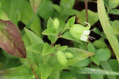 Silene baccifera