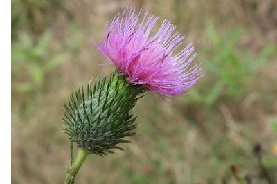 Cirsium vulgare