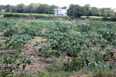 Datura stramonium