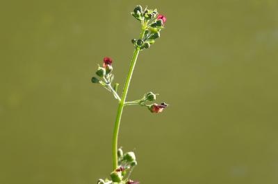 Scrophularia auriculata