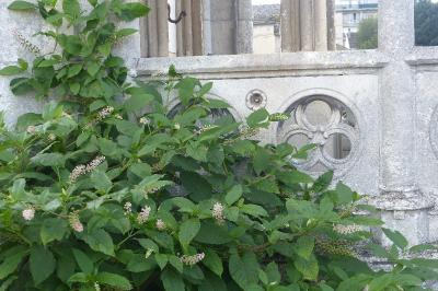 Phytolacca americana