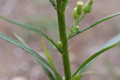 Erigeron canadensis