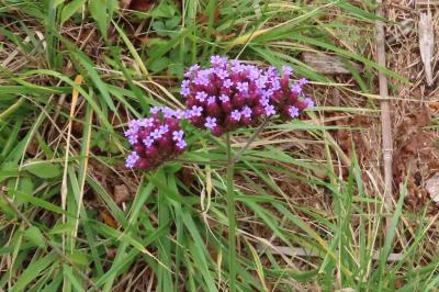 Verbena bonariensis