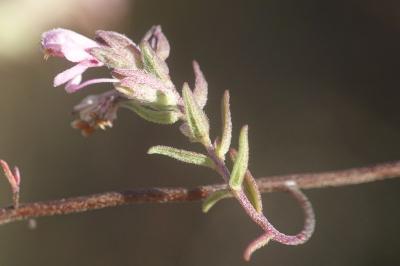 Odontites vernus