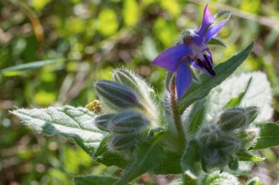 Borago officinalis