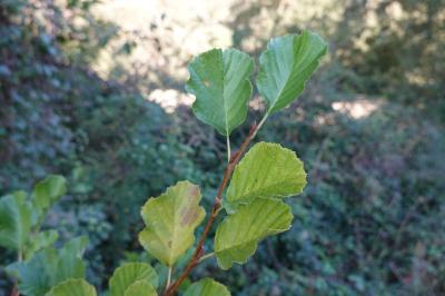 Alnus glutinosa