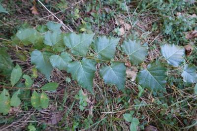 Betula pendula