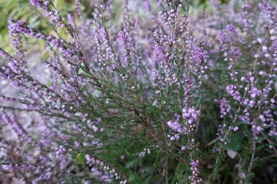 Calluna vulgaris