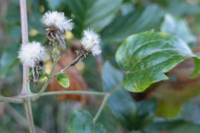 Clematis vitalba