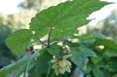 Humulus lupulus