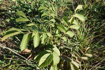 Juglans regia