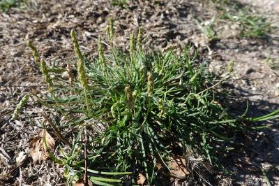 Plantago coronopus