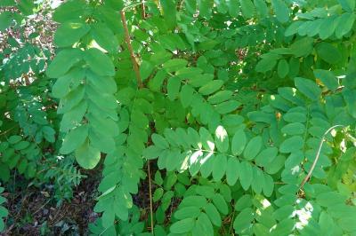 Robinia pseudoacacia
