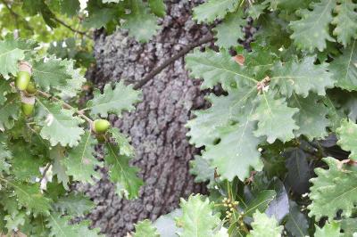 Quercus pubescens