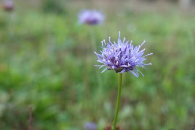 Jasione montana