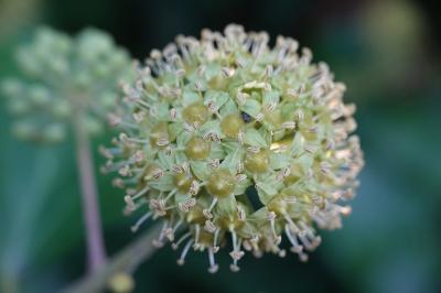 Hedera helix