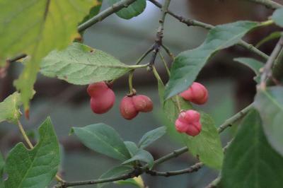 Euonymus europaeus