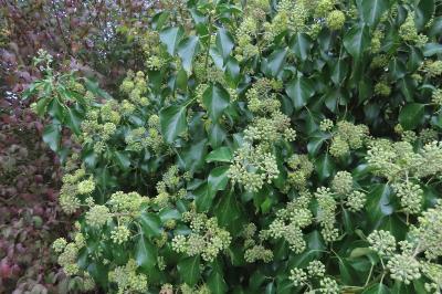Hedera helix
